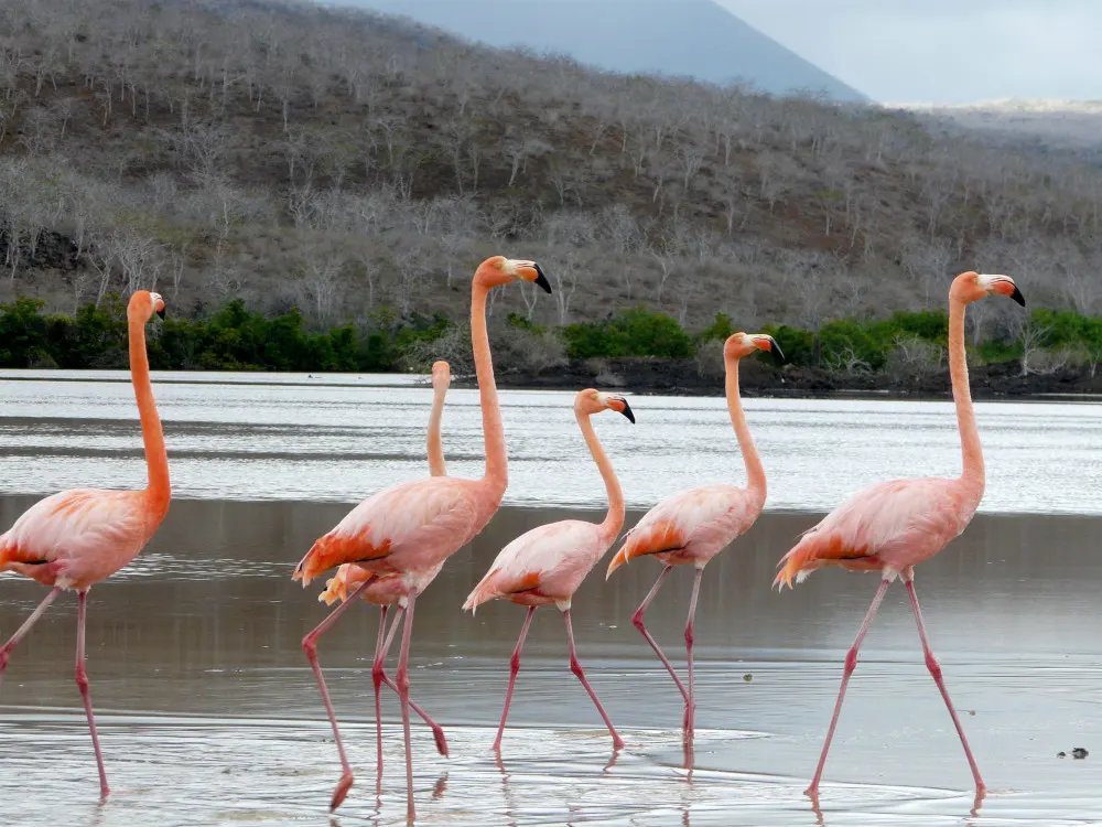Grupo de flamencos rosados caminando en laguna salina en Galápagos
