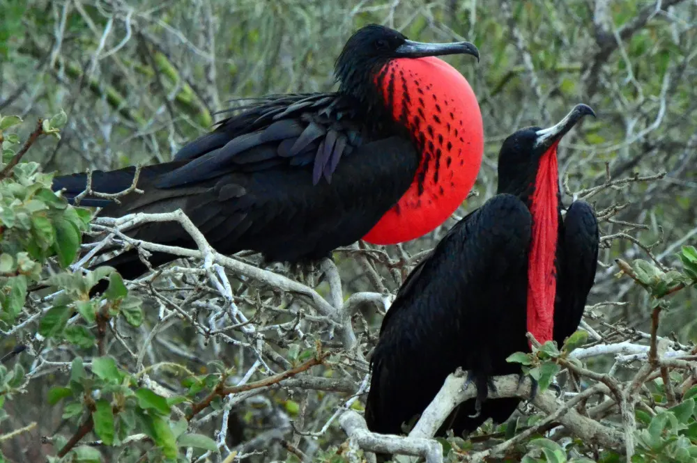 Fragata macho mostrando su saco gular rojo inflado para atraer pareja