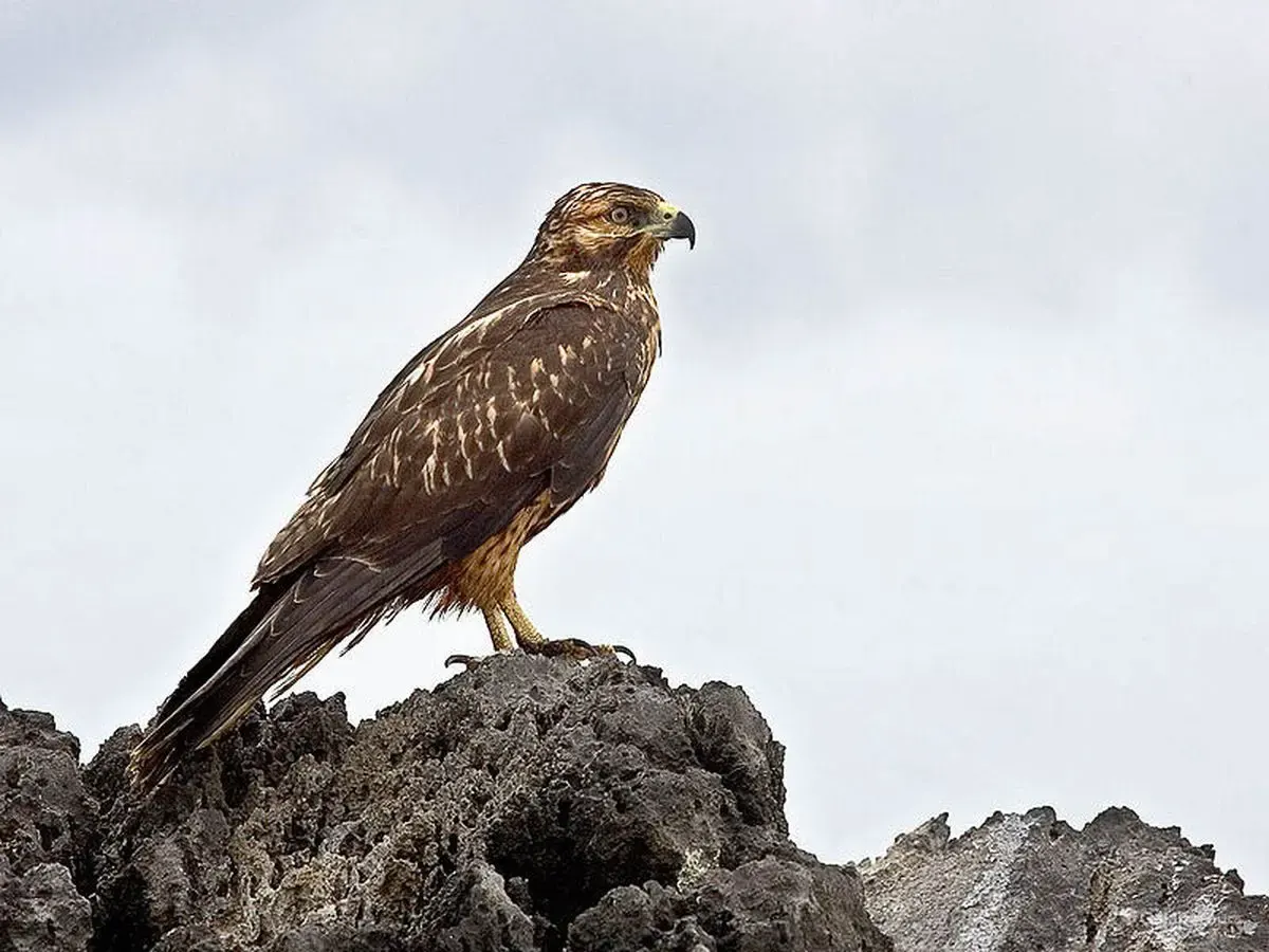 Gavilán de Galápagos posado sobre una roca