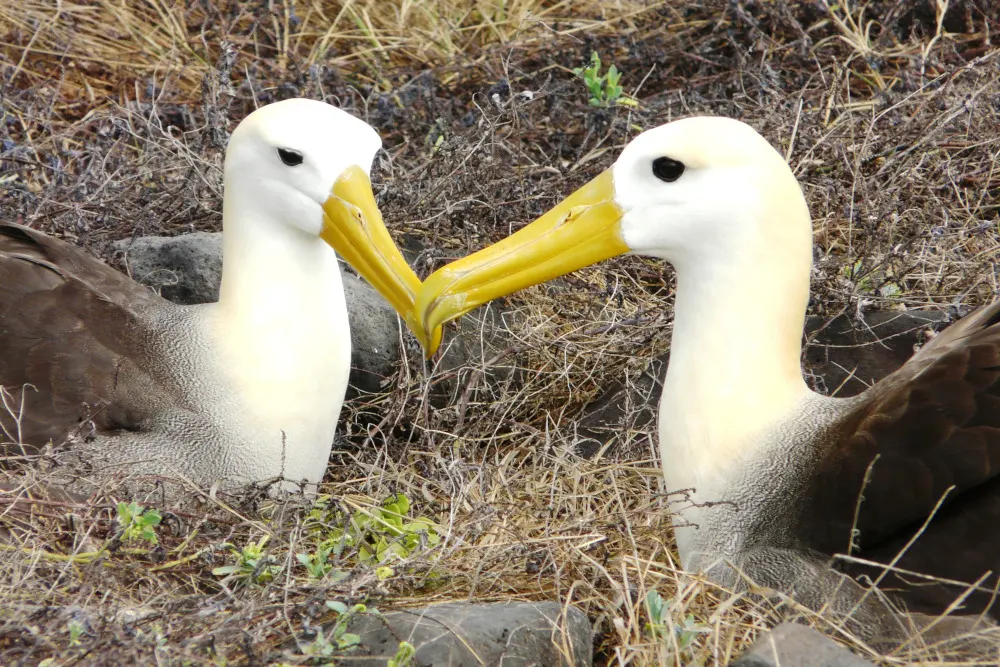 Pareja de albatros tocando sus picos durante su ritual de apareamiento
