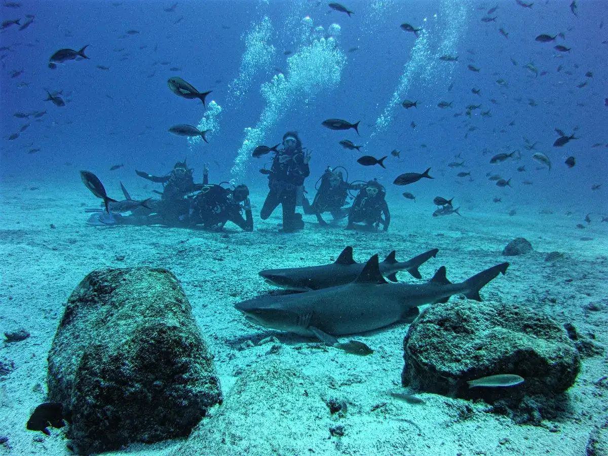 Buzos observando tiburones en Seymour y Daphne, Galápagos