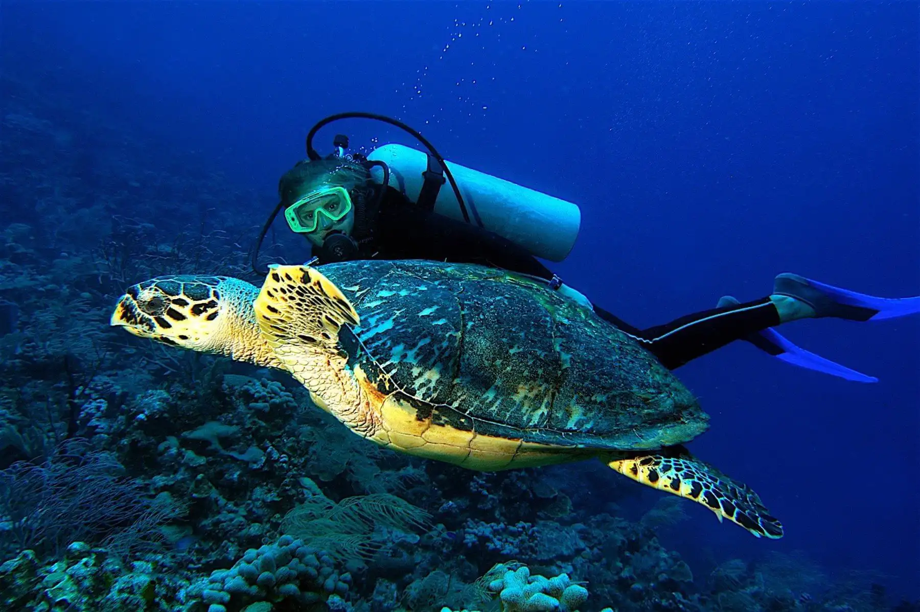 Buzo junto a tortuga marina en Isla Tortuga, Galápagos