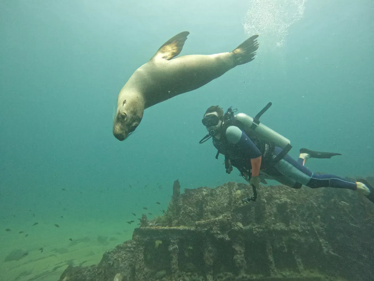 León marino nadando cerca de un buzo en Galápagos