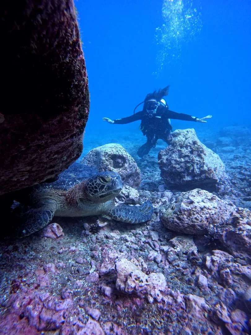 Tortuga marina nadando entre peces en Seymour Norte, Galápagos