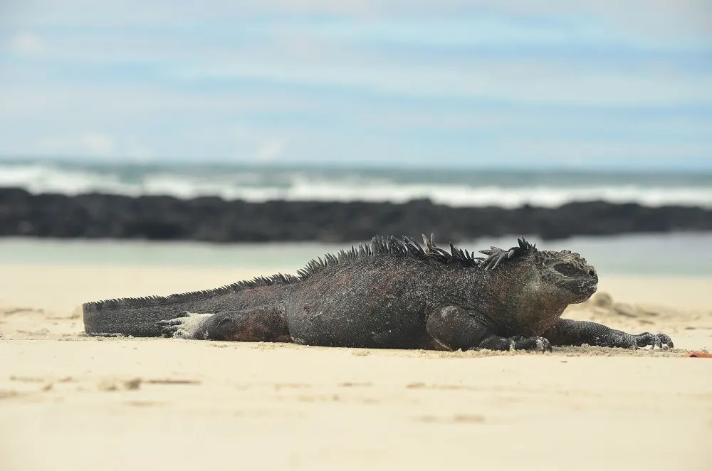 Iguana marina descansando en la arena en Galápagos