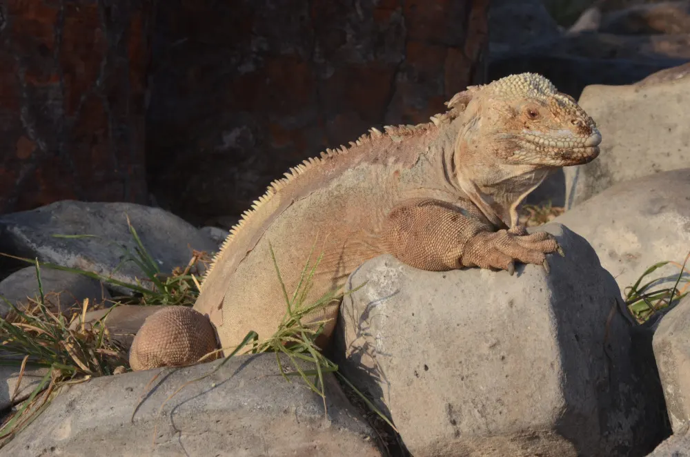 Iguana terrestre tomando el sol sobre una roca volcánica en Galápagos