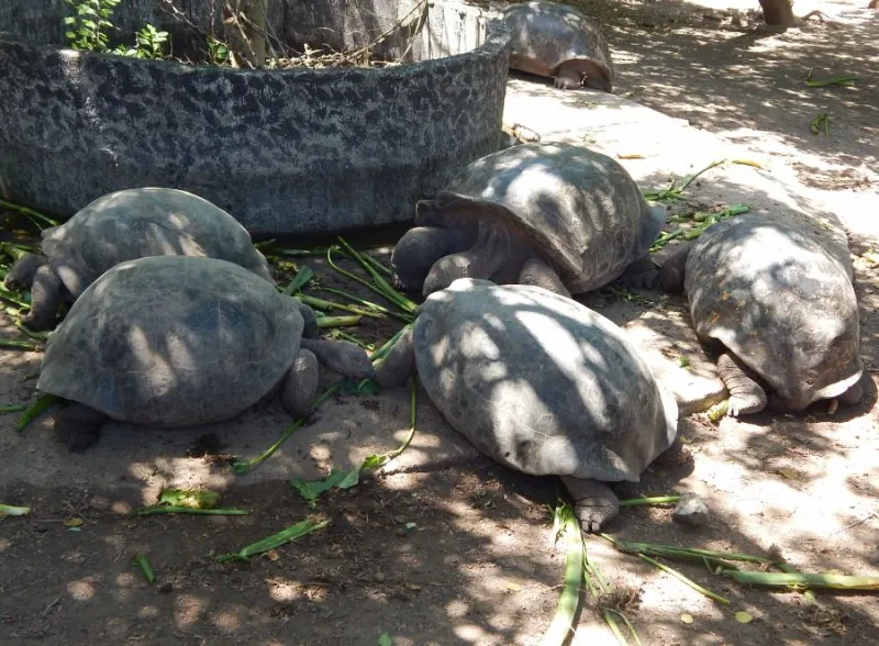 Totugas tomando el sol sobre rocas negras en Isabela