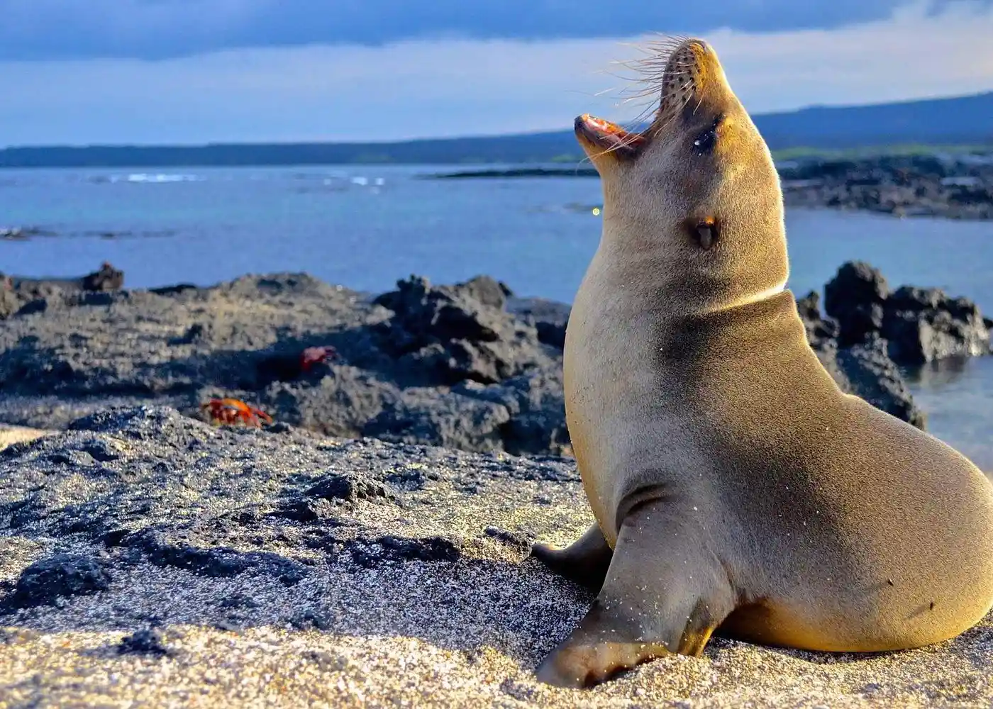 Lobo marino de pie mirando el mar en Isla Lobo, Galápagos