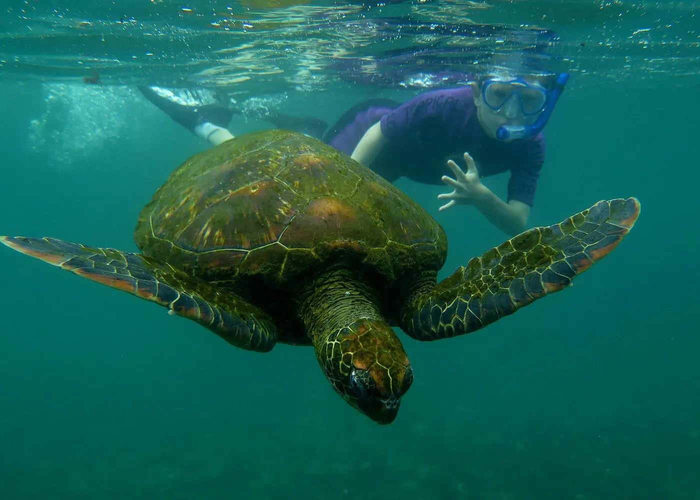 Tortuga marina nadando en aguas claras frente a Isla Pinzón