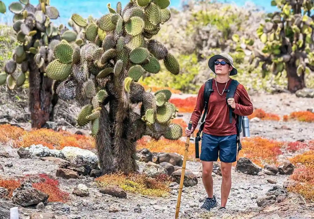 Turista caminando entre cactus gigantes en Isla Plazas, Galápagos