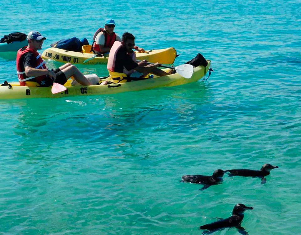 Turistas remando en kayak junto a fauna marina en Islote Tintoreras, Galápagos