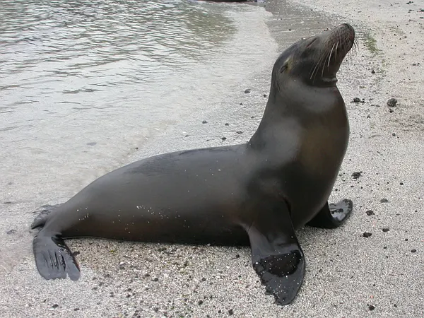 Lobo marino descansando en la orilla de una playa en Galápagos
