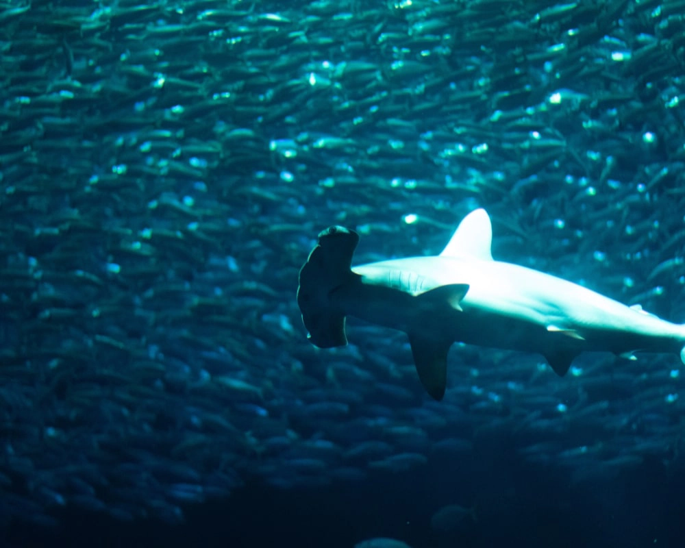 Tiburón martillo nadando en aguas profundas de Galápagos