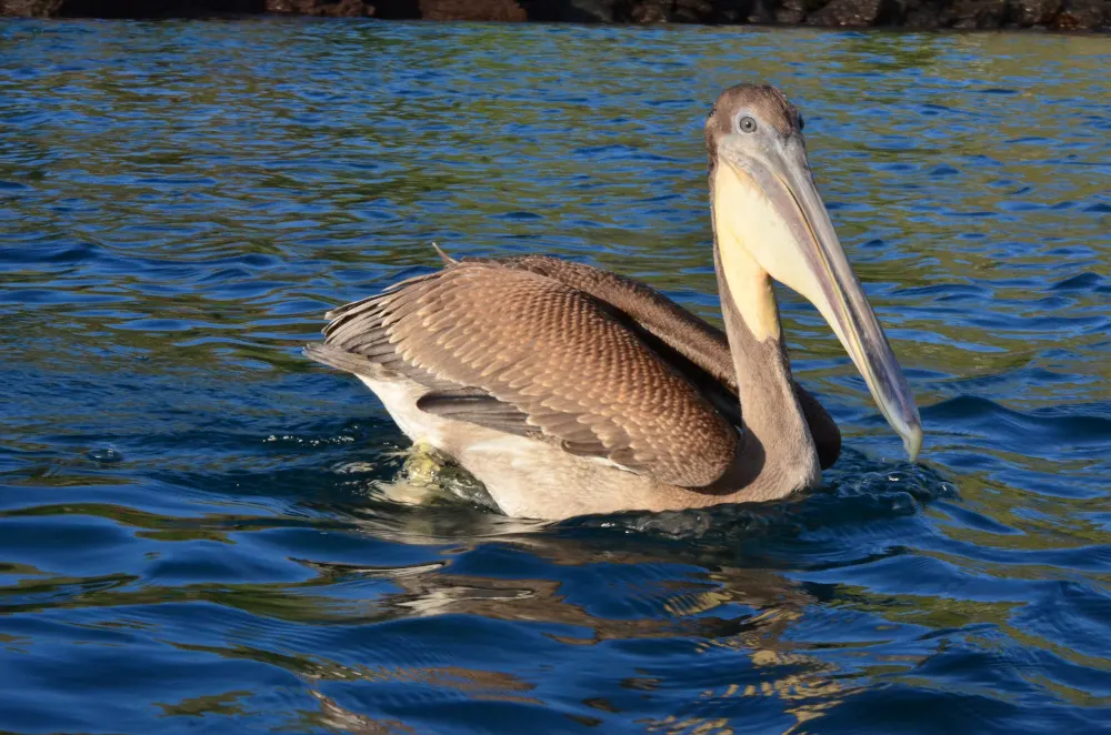 Pelícano pardo pescando en la costa de Galápagos