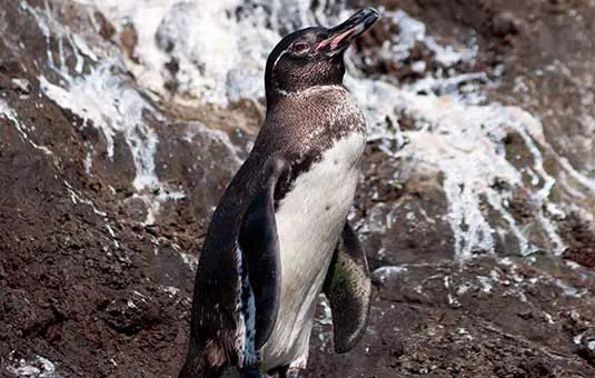 Pingüino de Galápagos sobre una roca junto al mar