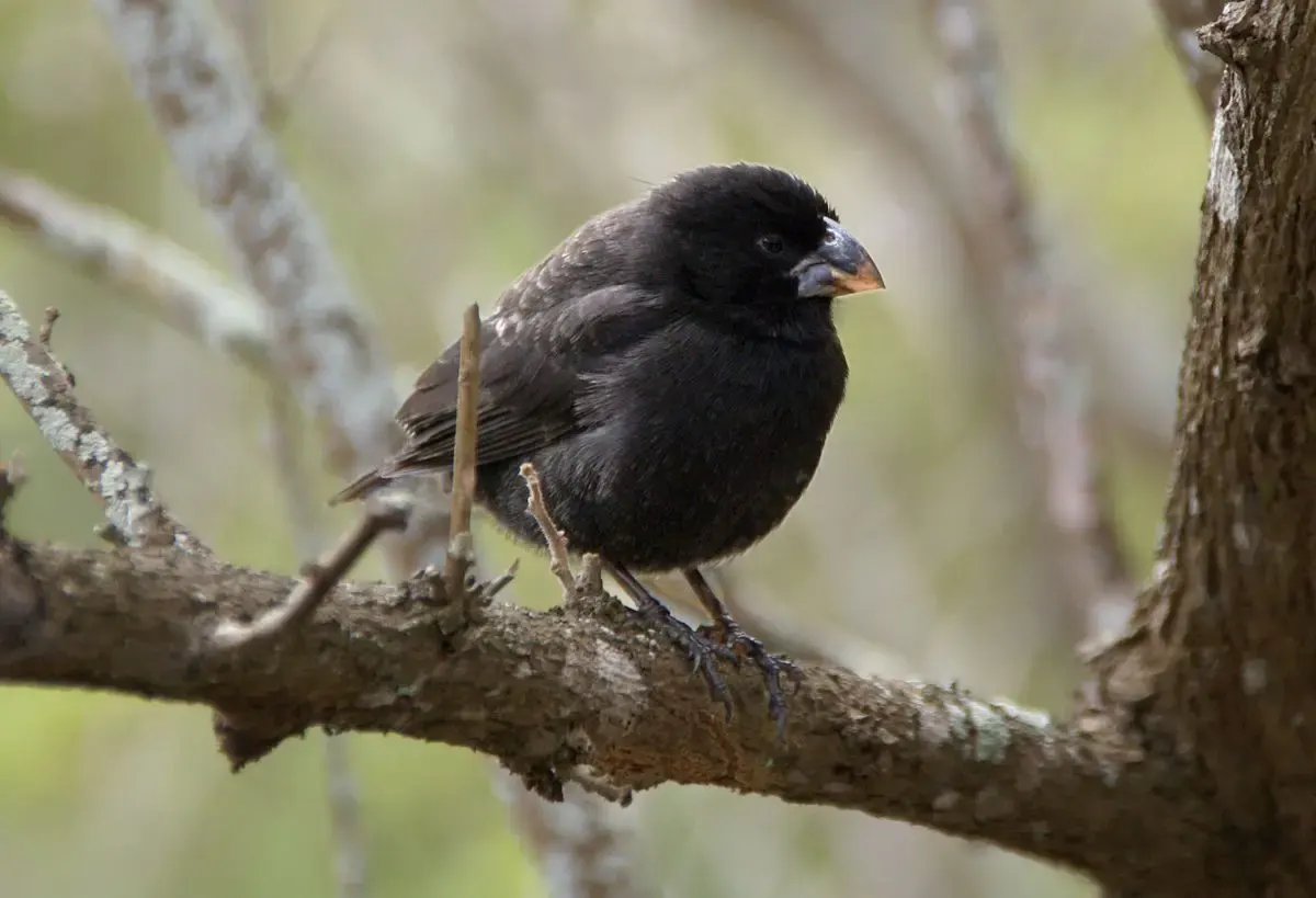 Pinzón de Darwin sobre la rama de un árbol en Galápagos