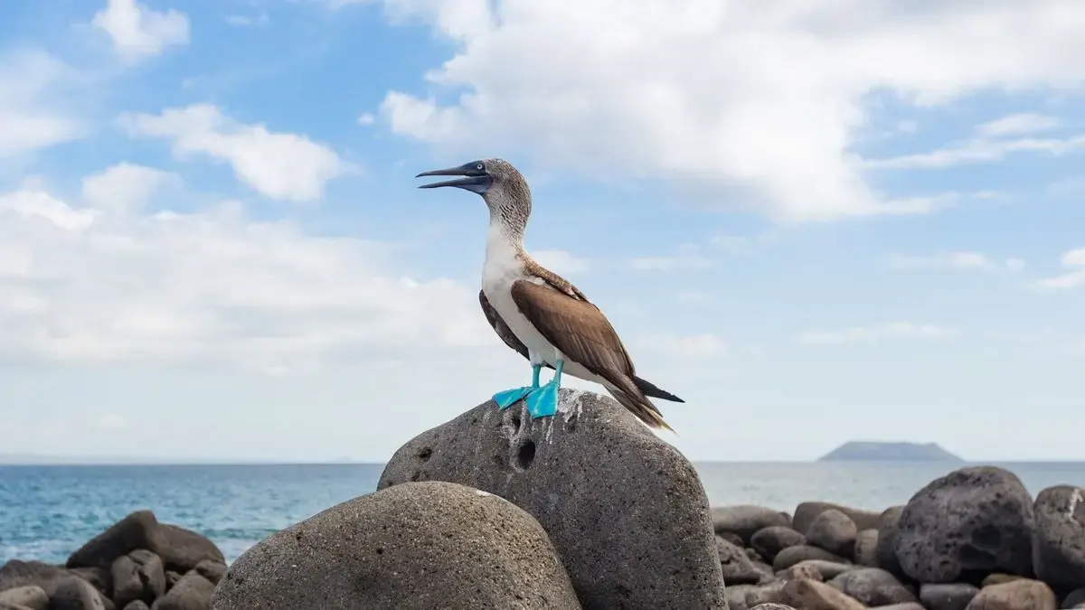 Piquero de patas azules sobre una roca en Galápagos