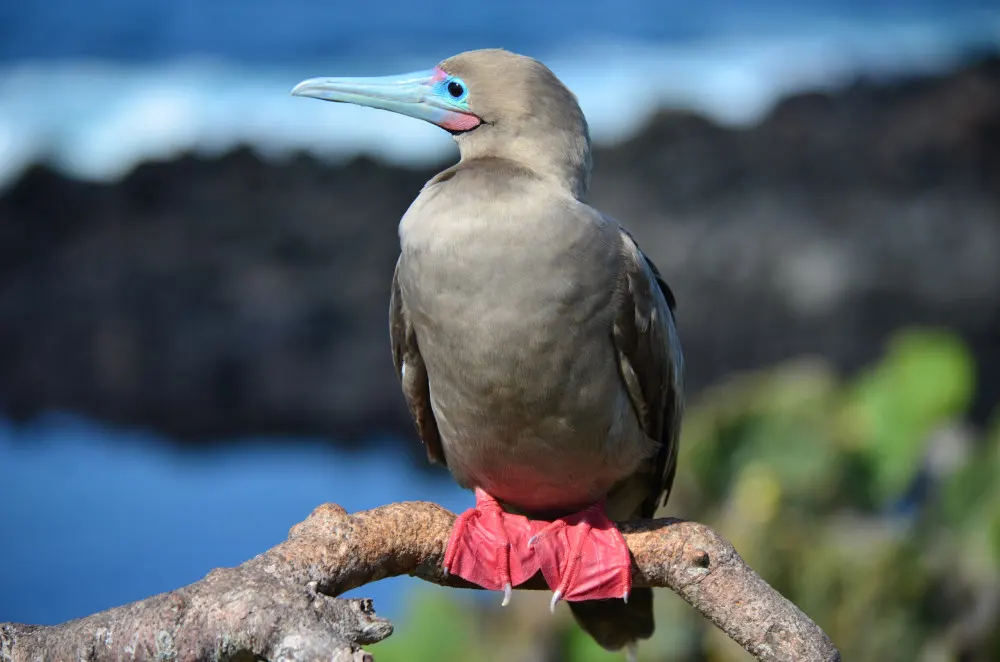 Piquero de patas rojas posado sobre una rama en Galápagos