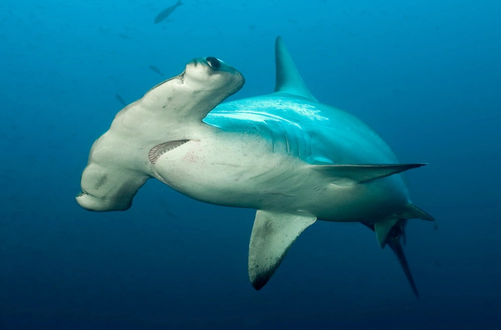 Tiburón martillo nadando en aguas profundas de Galápagos