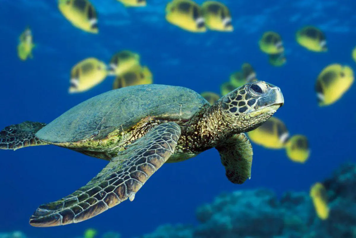Tortuga marina nadando entre aguas cristalinas en Galápagos