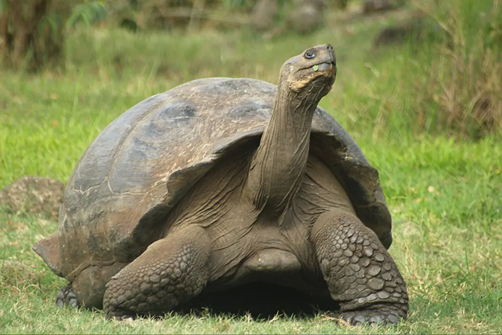 Tortuga gigante terrestre caminando en Galápagos